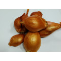 Цибуля-шалот (кущівка, вагова цибуля), 1 кг