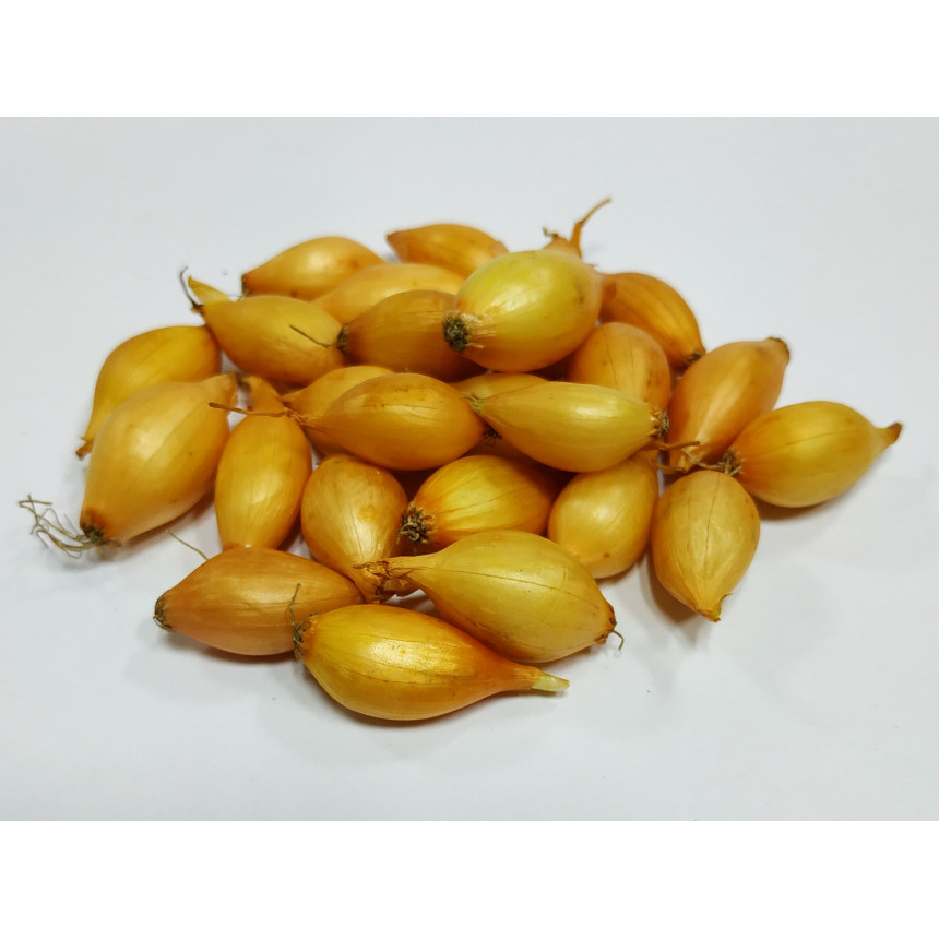 Лук-севок Радар (весовой лук) Голландия, 1 кг