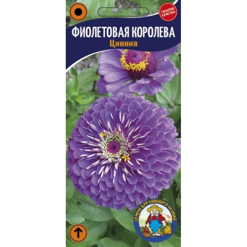 Ціннія Фіолетова Королева (майори)