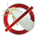 Від білокрилки і овочевих мух